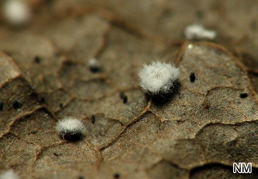 Lachnella alboviolascens - Weißviolettliches Haarbecherchen