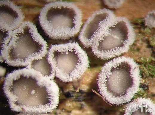 Lachnella alboviolascens