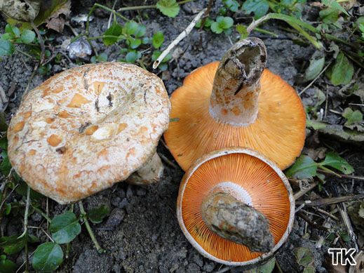 Edelreizker (Lactarius deliciosus)