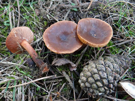 Lactarius hepaticus - Leberbrauner Milchling