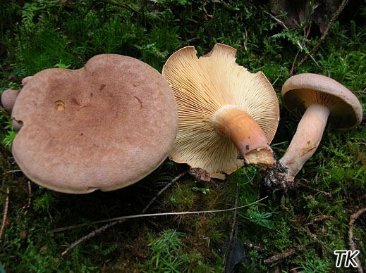 Lactarius helvus