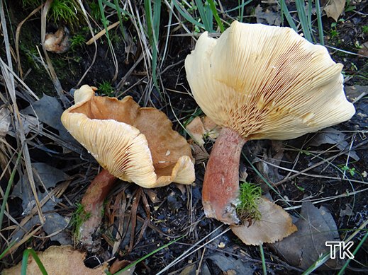 Lactarius helvus - Bruchreizker