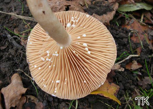 Lactarius pyrogalus - Scharfer Haselmilchling