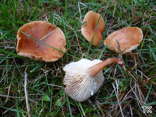 Lactarius tabidus Flattermilchling