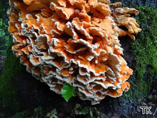 Laetiporus sulphureus - Schwefelporling