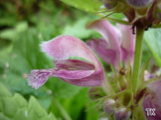 Lamium orvala - Nesselkönig