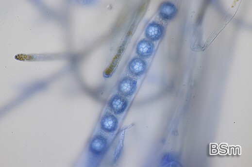 Foto 4: Lamprospora miniata