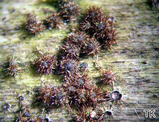 Lasiosphaeria strigosa - Striegeliger Kugelpilz