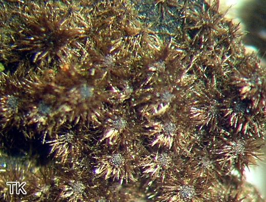 Lasiosphaeria strigosa - Striegeliger Kugelpilz