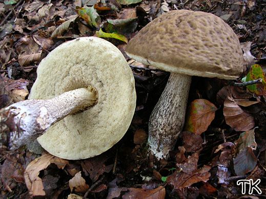 Leccinum carpini