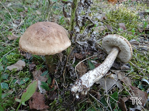 Leccinum scabrum - Birkenröhrling
