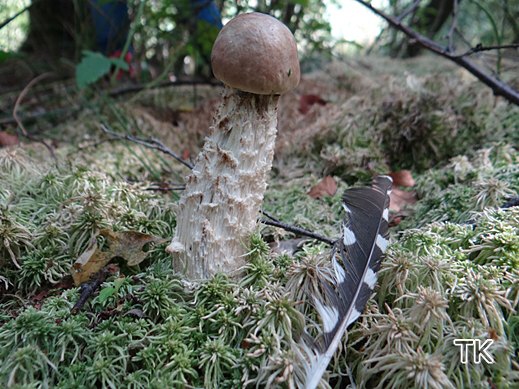 Leccinum cyaneobasileucum - Wollstieliger Raufußröhrling