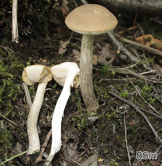 Leccinum schistophilum - Schiefer-Birkenpilz