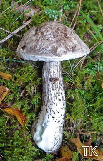 Vielverfärbender Birkenröhrling (Leccinum variicolor)