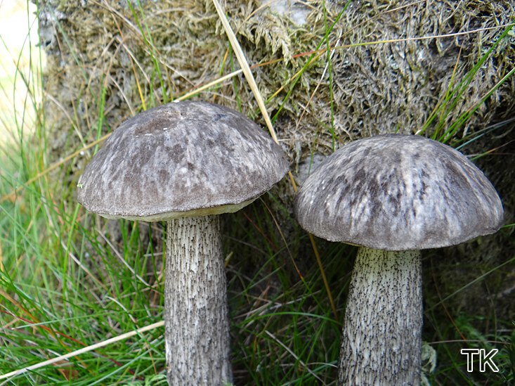 Vielverfärbender Birkenröhrling (Leccinum variicolor)