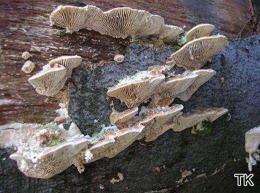 Lenzites betulinus - Birkenblätterporling