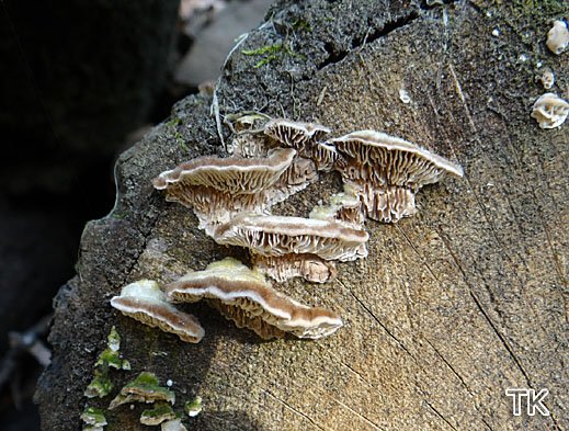 Lenzites betulinus - Birkenblättling (auf Eiche)