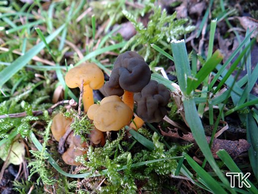 Leotia lubrica - Grüngelbes Gallertkäppchen