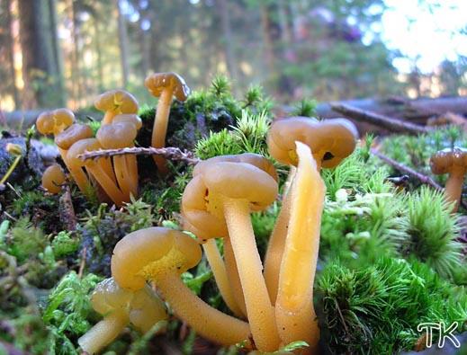 Leotia lubrica - Gallertkäppchen