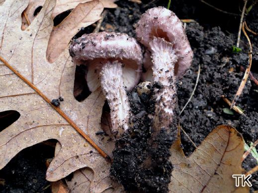 Lepiota fuscovinacea - Weinbrauner Schirmling