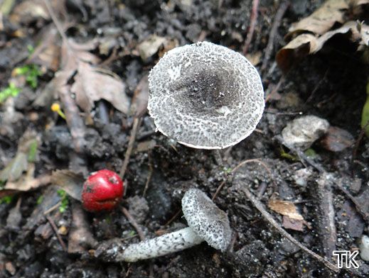 Lepiota griseovirens