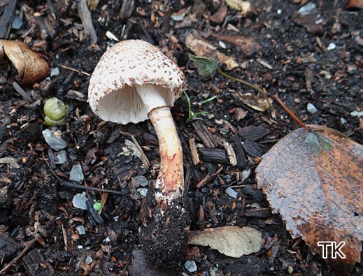 Leucoagaricus badhamii - Anlaufender Egerlingsschirmling