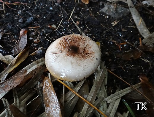 Leucocoprinus badhamii - Anlaufender Egerlingsschirmling
