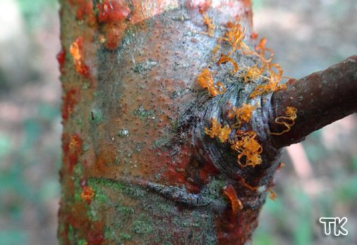 Libertella faginea (Nebenfruchtform von Eutypella quaternata)