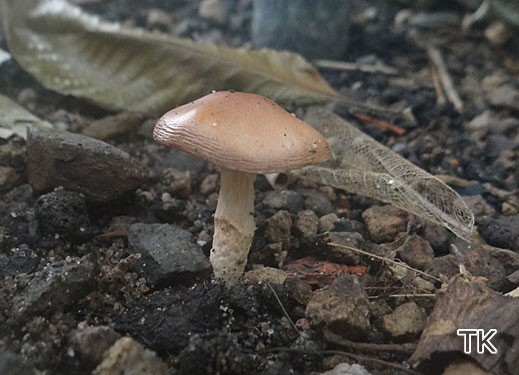 Limacella glioderma - Rotbrauner Schleimschirmling