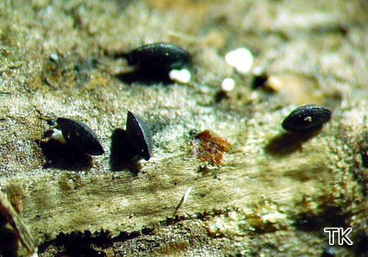 Lophium mytilinum - Große Kiefernmuschel Lophium mytilinum - Große Kiefernmuschel