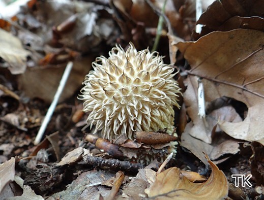 Lycoperdon echinatum - Igelstäubling