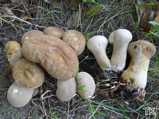Lycoperdon excipuliforme - Beutelstäubling