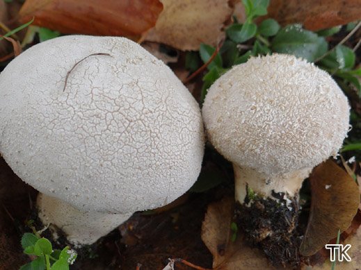 Lycoperdon excipuliforme - Beutelstäubling
