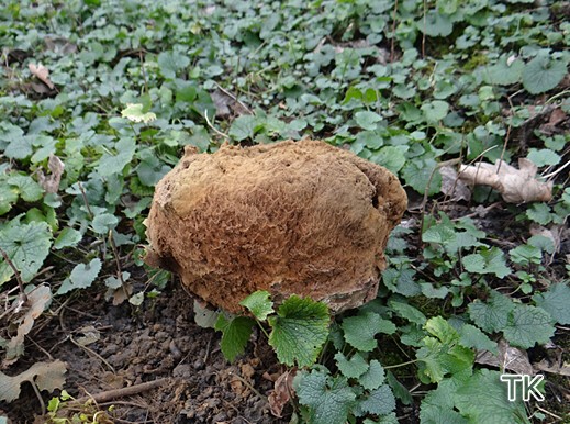 Lycoperdon gigantea - Riesenbovist