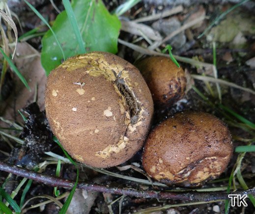 Lycoperdon umbrinum - Umberbrauner Stäubling