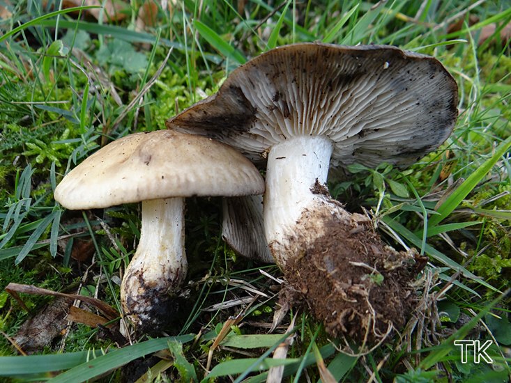 ehmfarbener Rasling (Lyophyllum paelochroum)