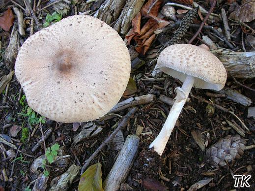 Macrolepiota mastoidea
