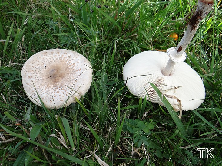 Acker-Riesenschirmling (Macrolepiota excoriata)