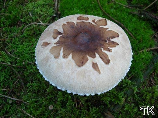 Macrolepiota konradii - Sternschuppiger Riesenschirmling