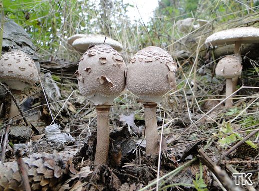 Sternschuppiger Riesenschirmling (Macrolepiota konradii)