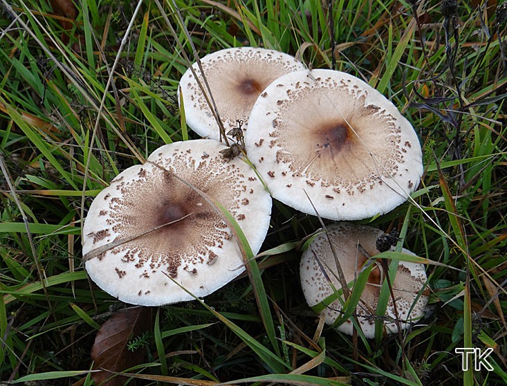 Zitzen-Riesenschirmling (Macrolepiota mastoidea)