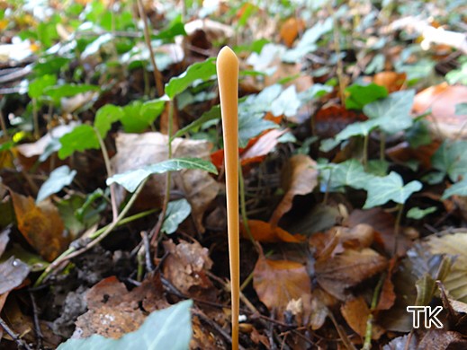 Macrotyphula fistulosa - Hohe Röhrenkeule