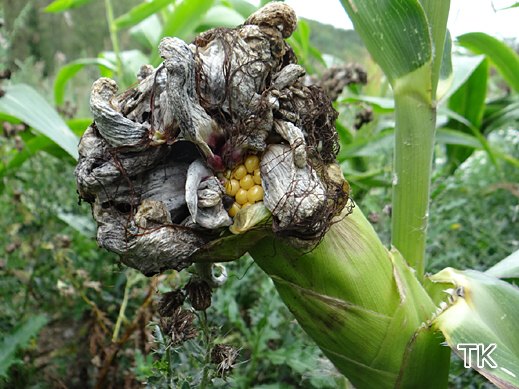 Ustilago maydis - Maisbeulenbrand