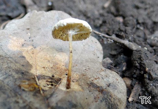 Marasmiellus vaillantii - Matter Zwergschwindling