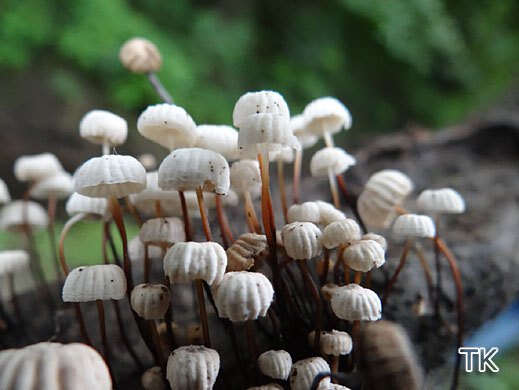 Marasmius rotula - Halsbandschwindling