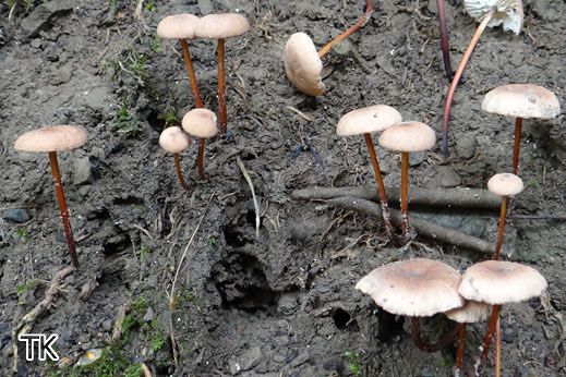 Marasmius scorodonius