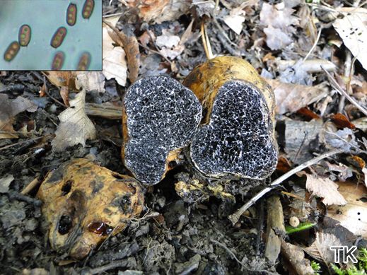 Melanogaster broomeanus - Bunte Schleimtrüffel