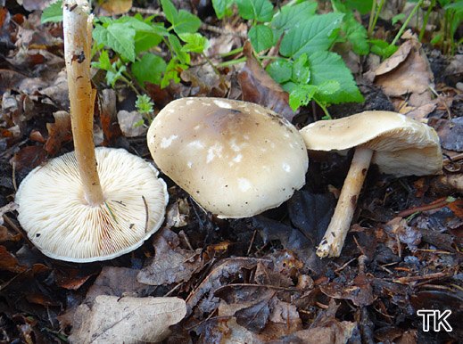 Melanoleuca cognata - Frühlings-Weichritterling