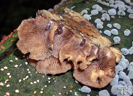 Melanotus horizontalis