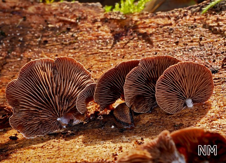 Holz-Muschelfüßchen (Deconica horizontalis = Melanotus horizontalis)